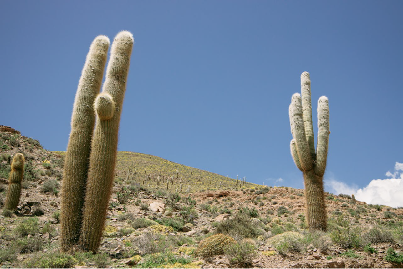 Bolivia