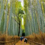 Bosque de Bambú