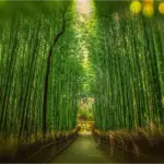 Bosque de Bambú de Arashiyama