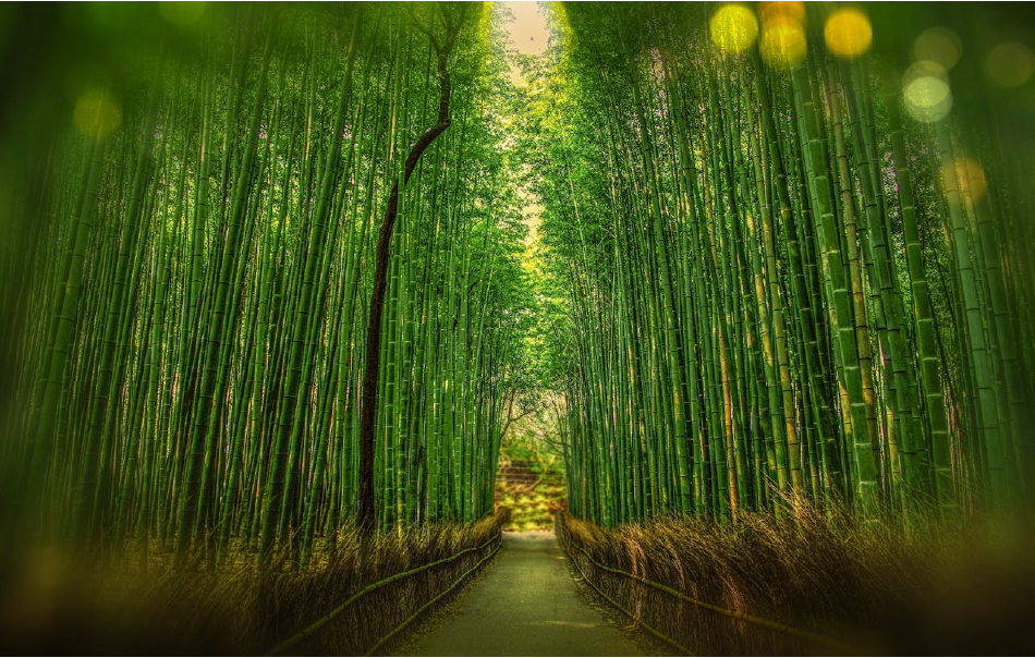Bosque de Bambú de Arashiyama