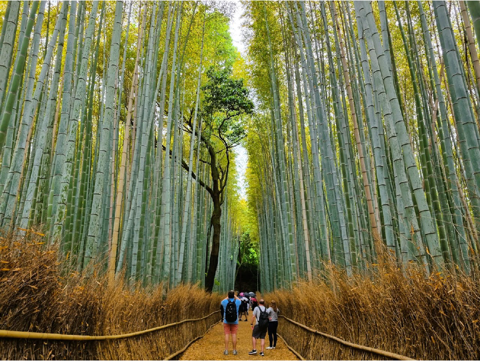 Bosque de Bambú