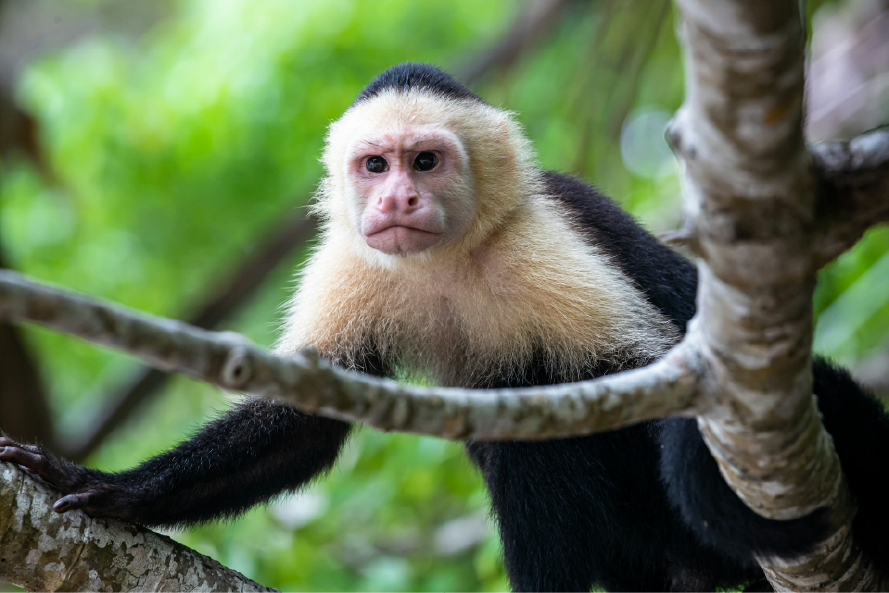 Costa Rica