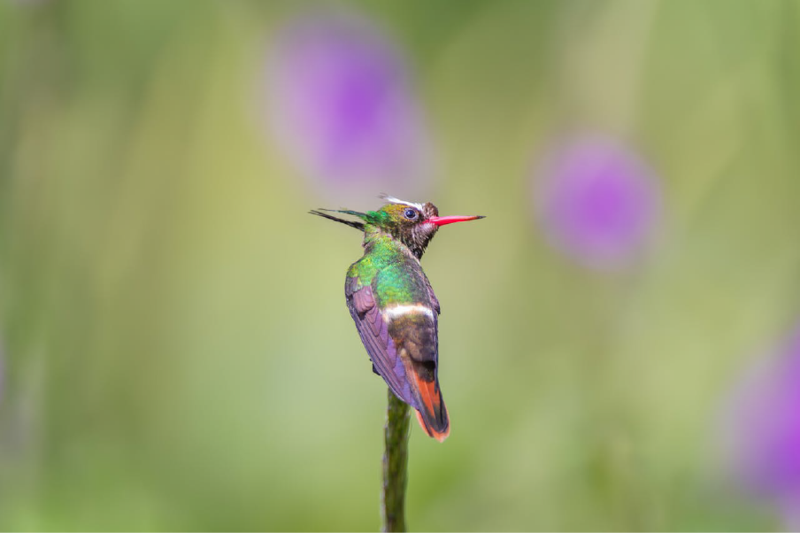 Costa Rica