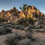 Desierto de Mojave