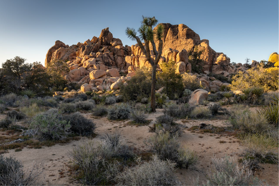 Desierto de Mojave