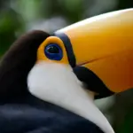 Iguazú