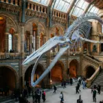 Museo de Historia Natural Londres