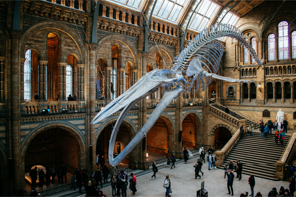 Museo de Historia Natural Londres