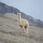 Llama, Perú