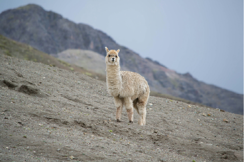 Llama, Perú