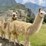 Grupo de llamas en Perú