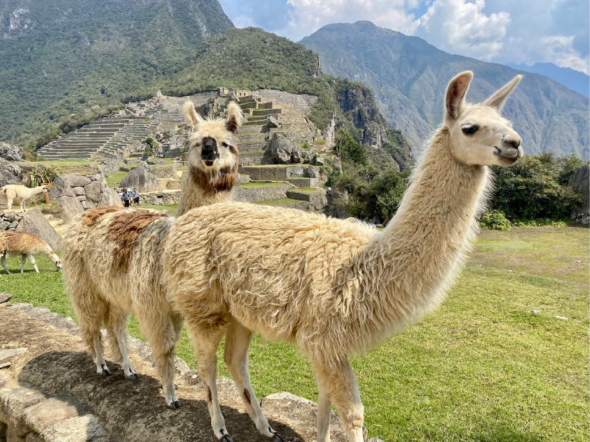 Grupo de llamas en Perú