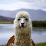 Vista frontal de una llama en Perú