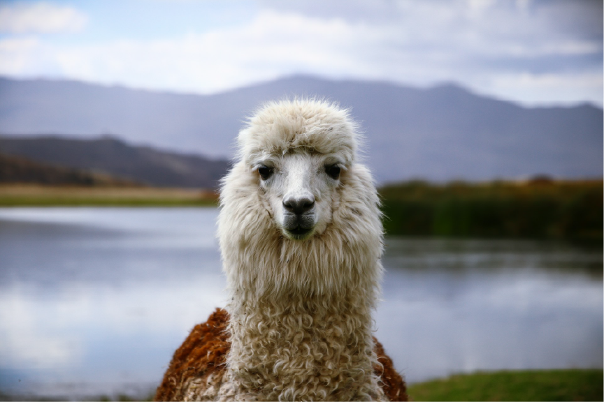 Vista frontal de una llama en Perú