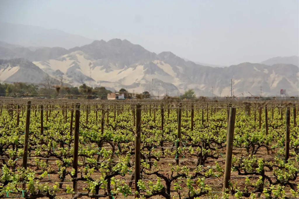 Ica, Perú