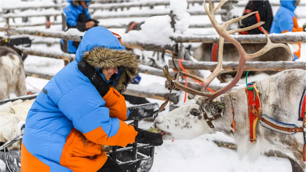 Javri Lodge Reindeer Safari