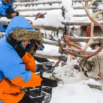 Javri Lodge Reindeer Safari