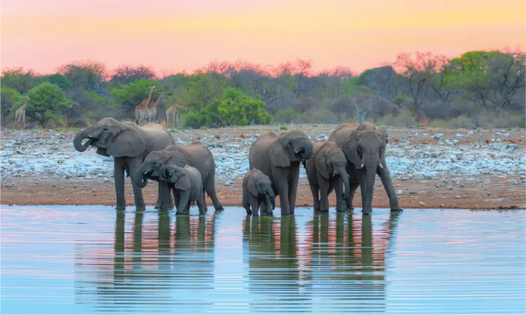 African bush elephant