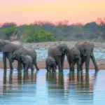 African bush elephant