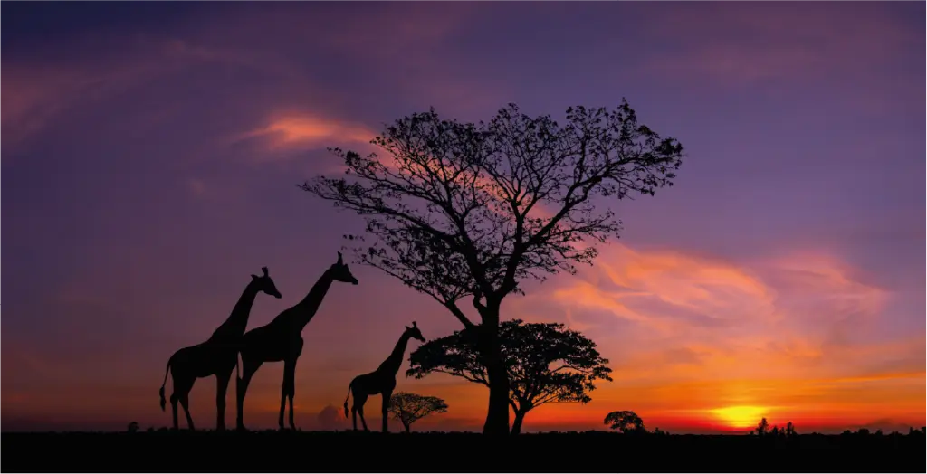 Atardecer africano