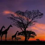 Atardecer africano