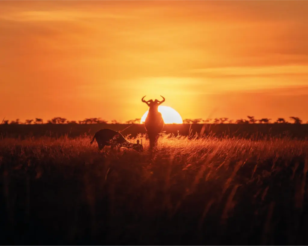 Atardecer en Masái Mara