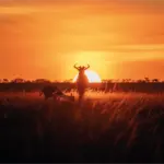 Atardecer en Masái Mara