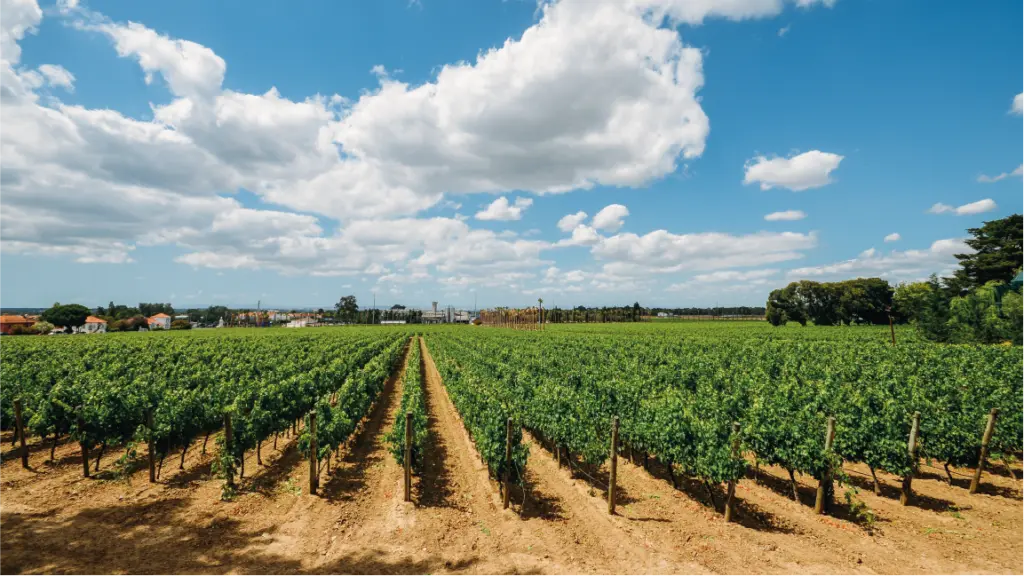 Bodegas de vino