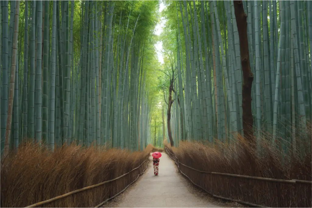 Bosque de Bambú de Arashiyama