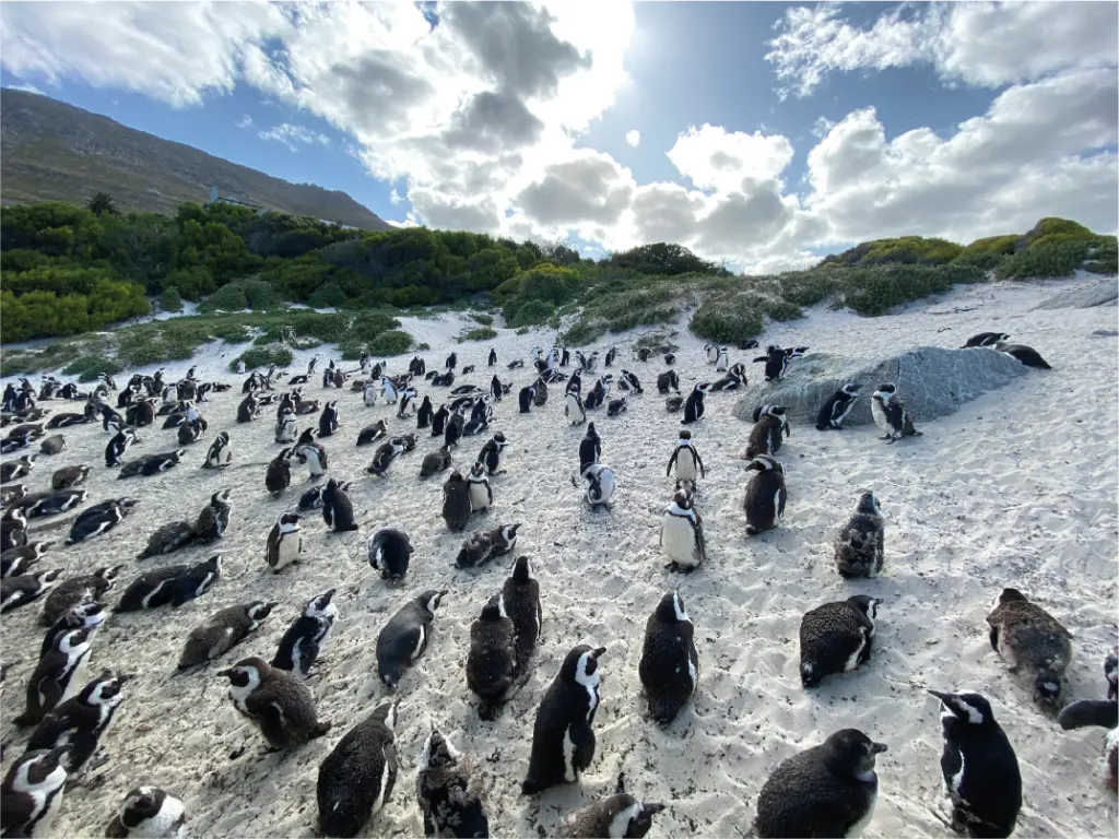 Boulders Beach