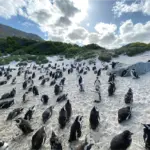 Boulders Beach