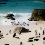 Boulders Beach