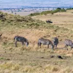 Cebra y ñus en las llanuras