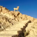Chebika