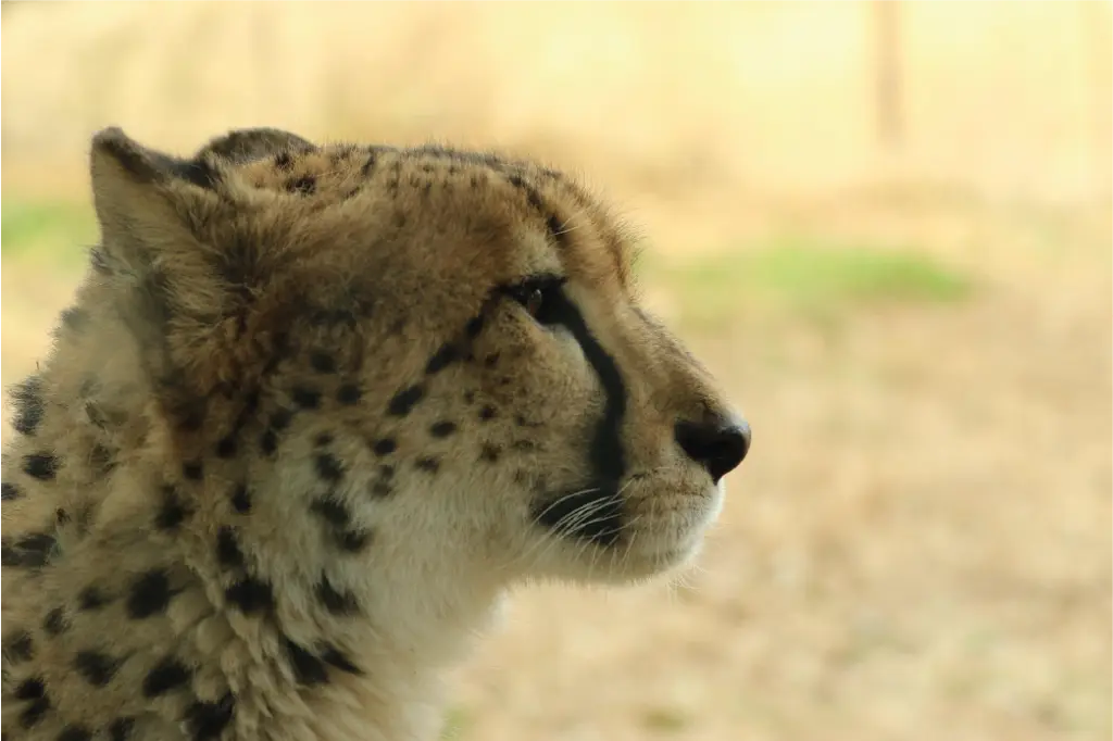 Cheetah