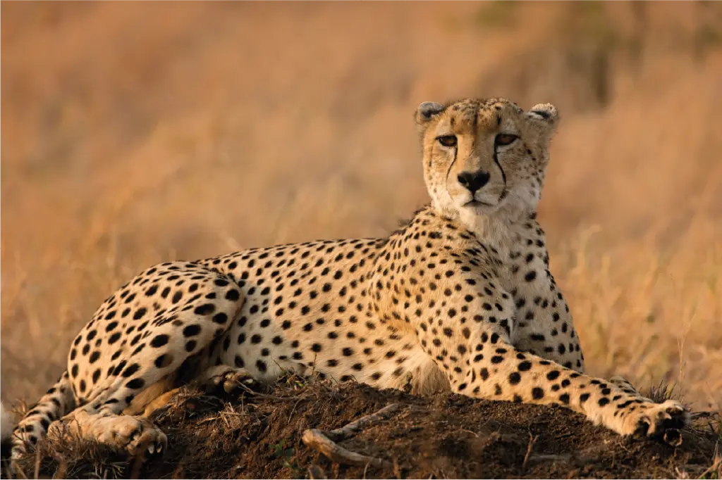 Cheetah, África