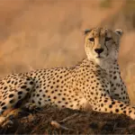 Cheetah, África