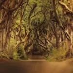 Dark Hedges