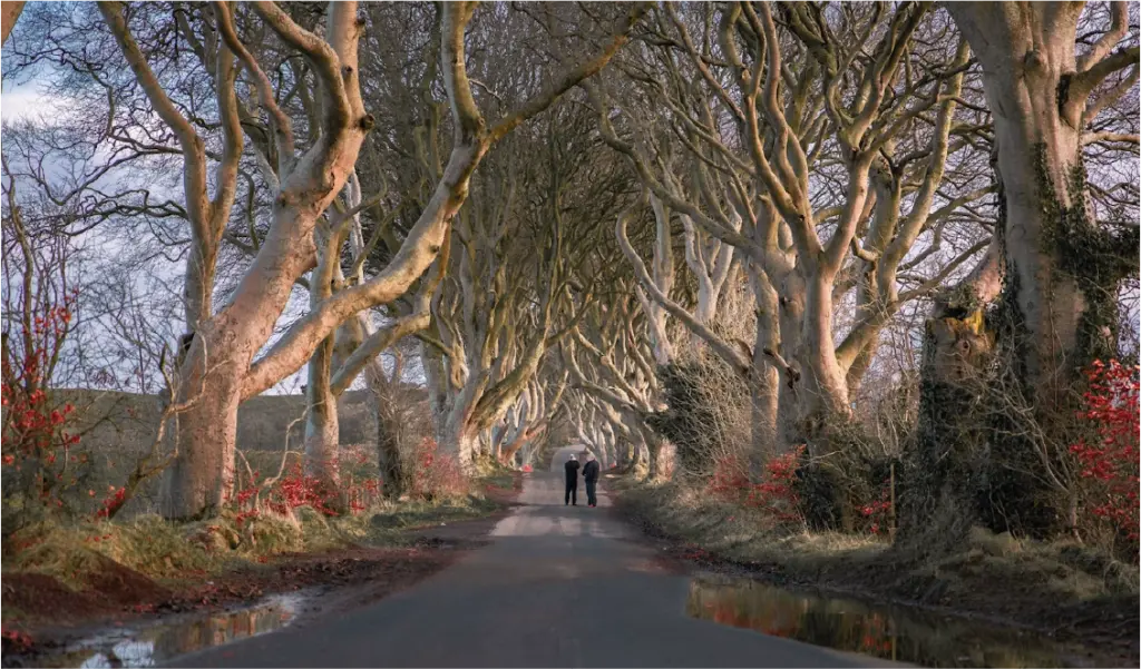 Dark Hedges