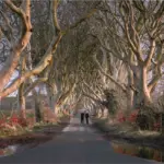 Dark Hedges