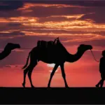 Dromedarios al amanecer