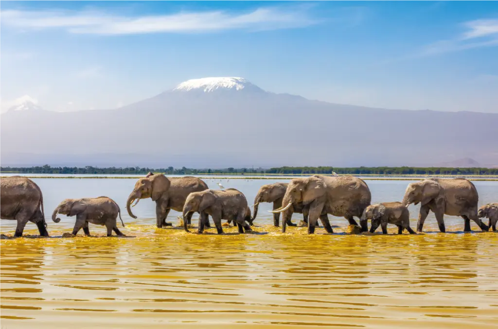 Elefantes + Kilimanjaro