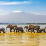 Elefantes + Kilimanjaro