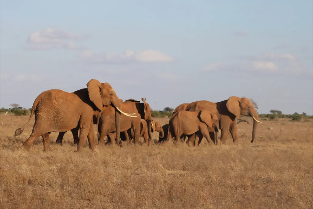 Elefantes en Samburu