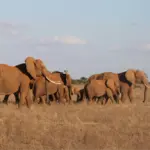 Elefantes en Samburu