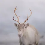 Experiencia Sami con renos en Tromsø