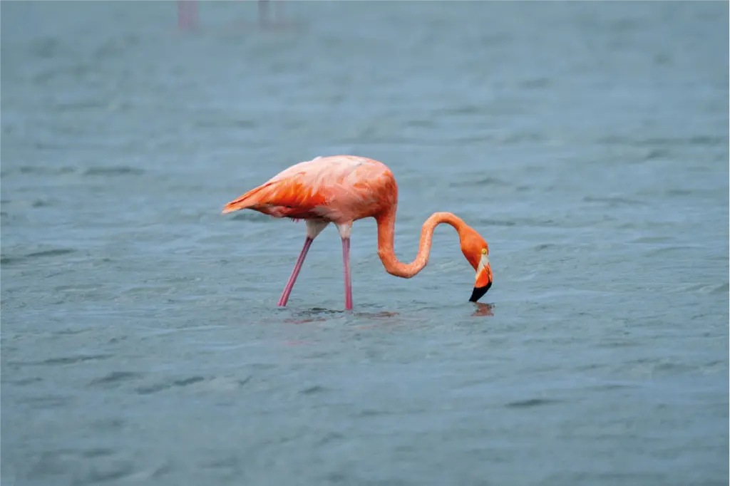 Flamingos rosados