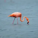 Flamingos rosados
