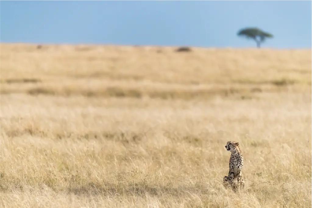 Guepardo en Safari