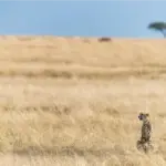 Guepardo en Safari